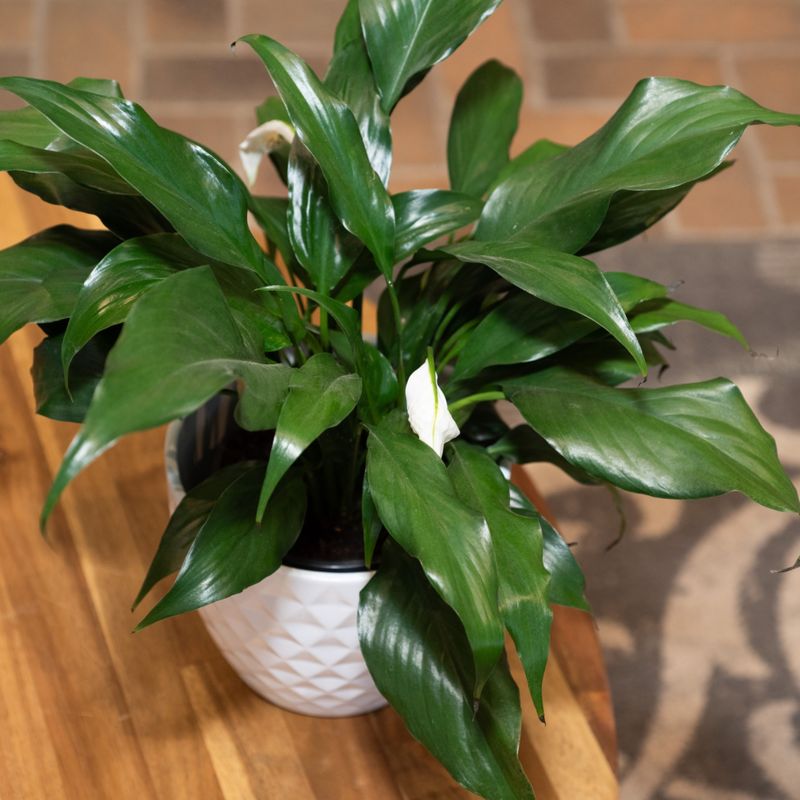 A healthy plant may not be ready to flower