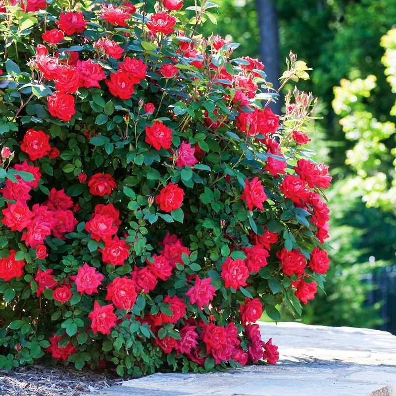 Knock Out Roses