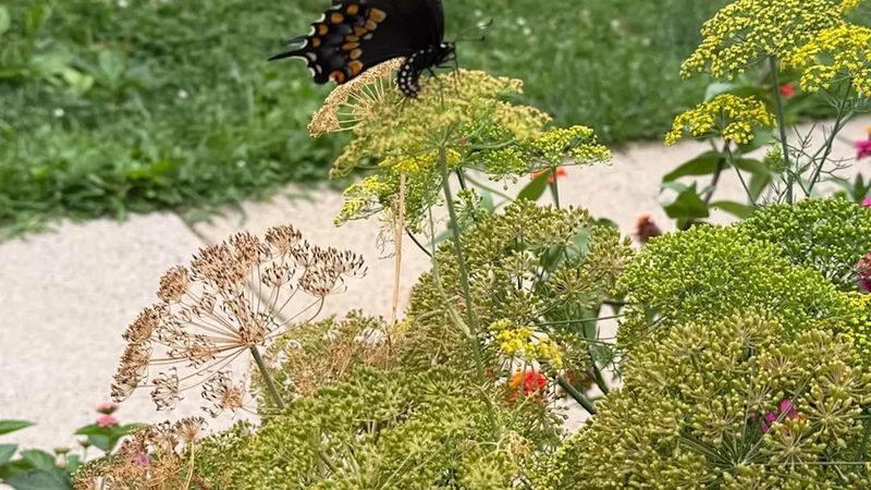 Flowering dill adds limited but useful wildlife value
