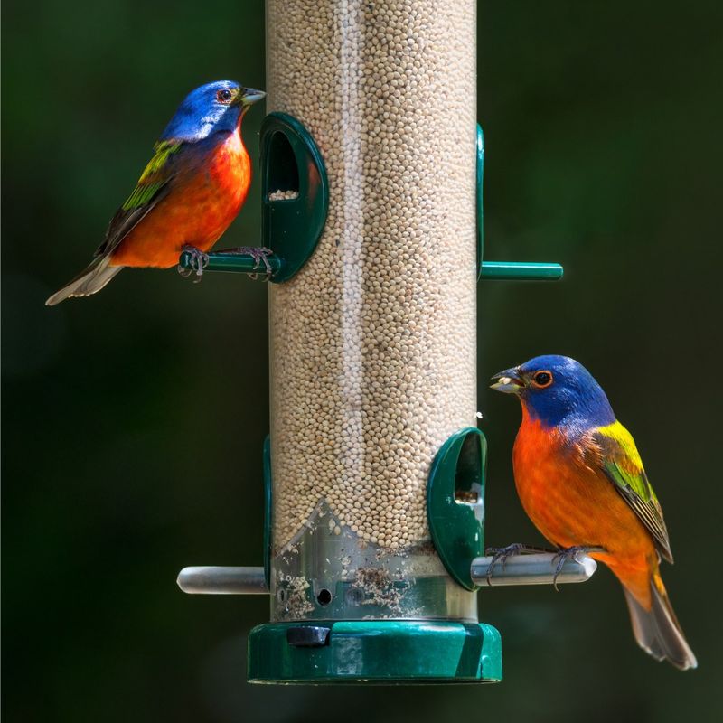 Painted Bunting