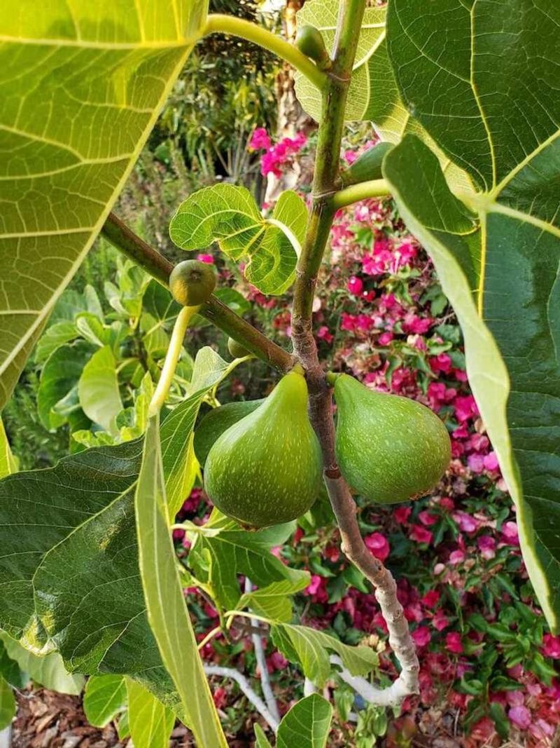 Keep the wood that matches your harvest goal