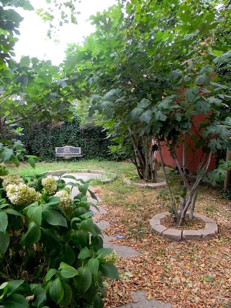 Heavy Pruning in Fall Before Dormancy