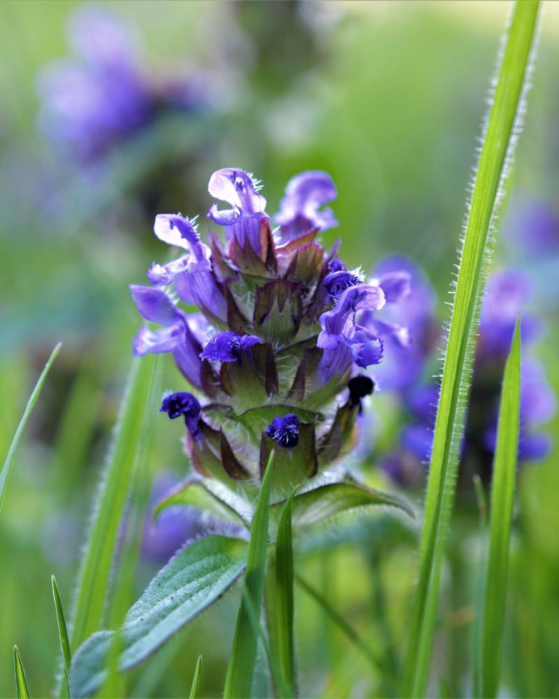 It can flower in a mowed lawn