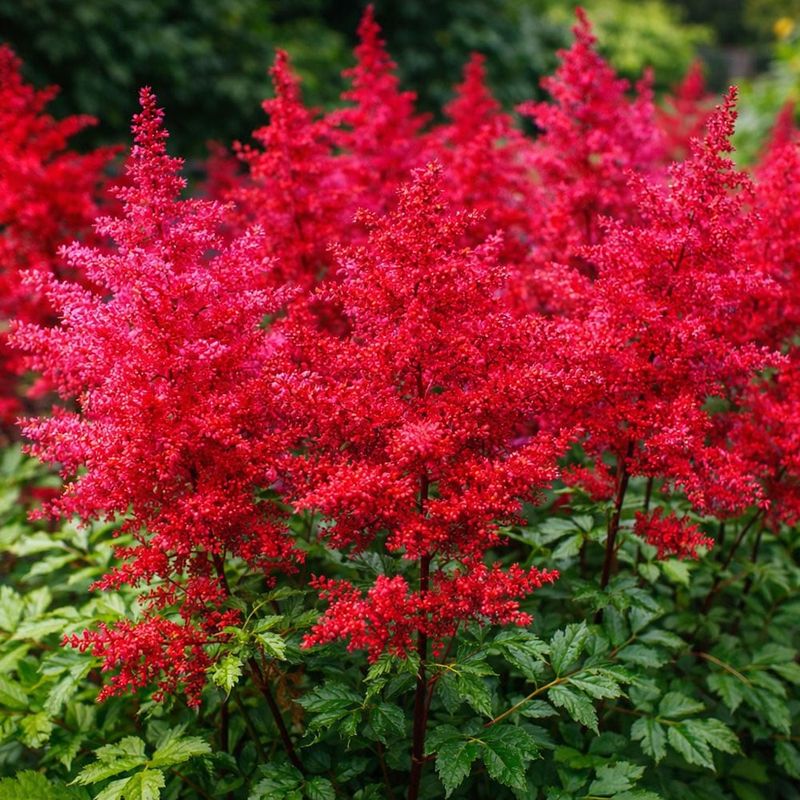 Astilbe (Astilbe spp.)