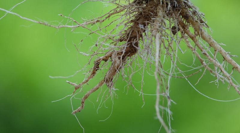 Dry, Wispy Roots That Look Shriveled (Underwatering)