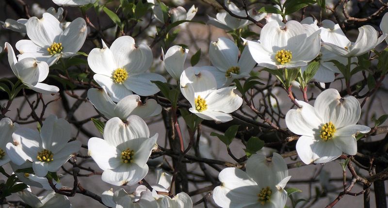 Flowering Dogwood (Cornus florida)