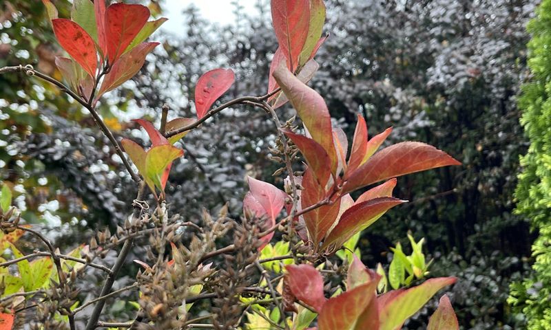 What to expect from sweetspire’s fall color