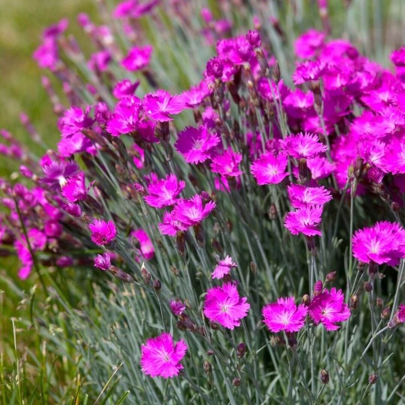Dianthus (Pinks)