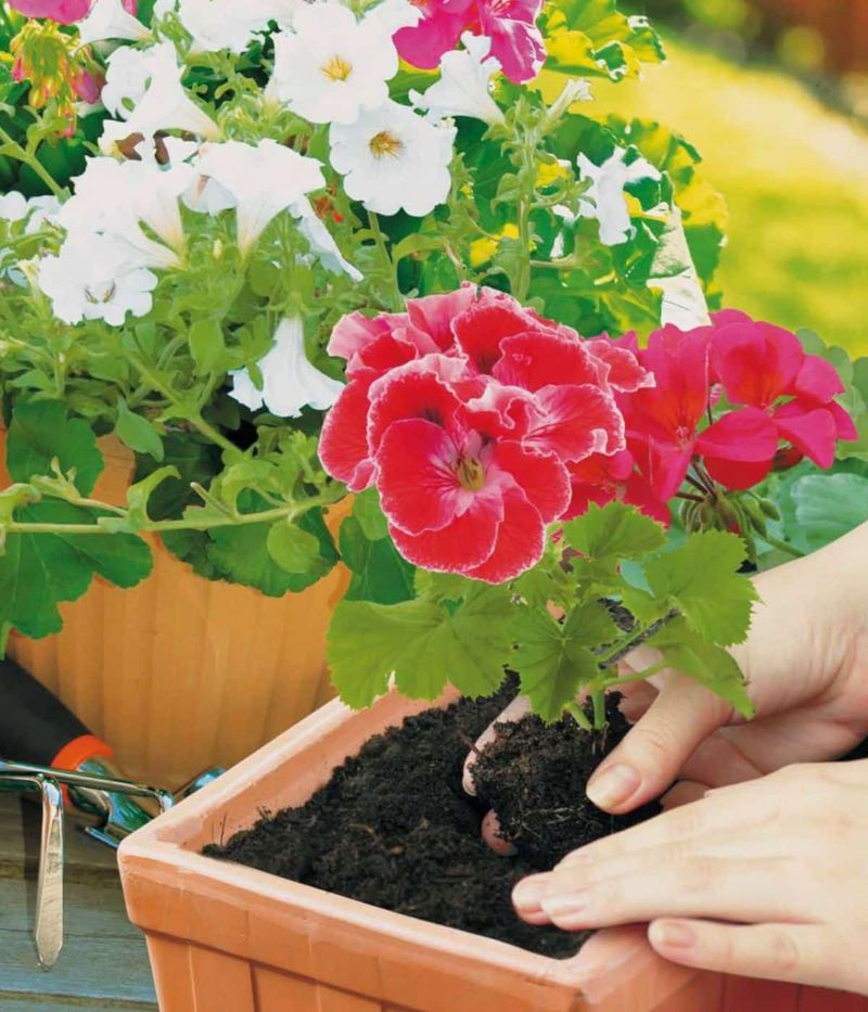 Choose a High-Quality Potting Mix