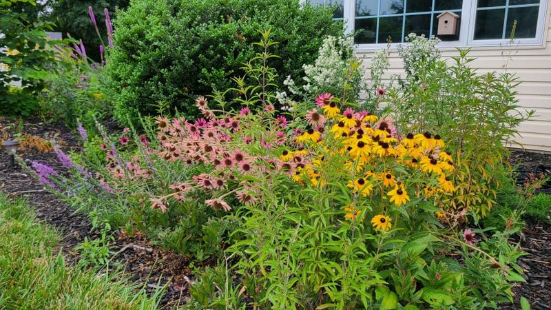 An established plant may help now; a new one will not bloom on demand