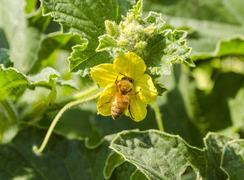 Pollination sets the ceiling on your harvest