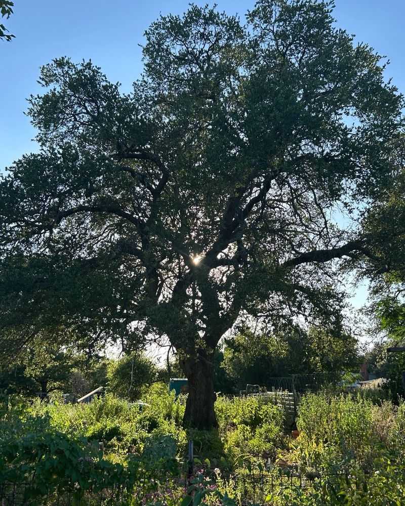 Escarpment Live Oak Is A Compact Texas Shade Tree