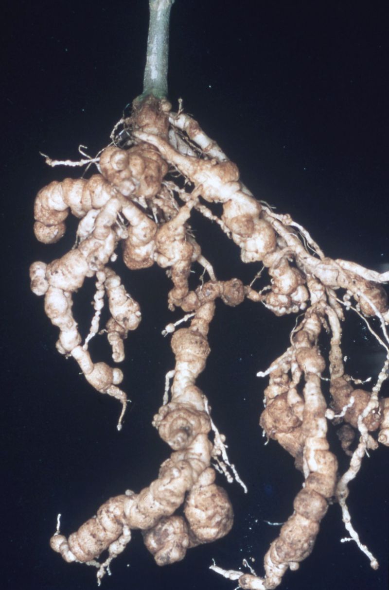 Check the tomato's roots before blaming nematodes
