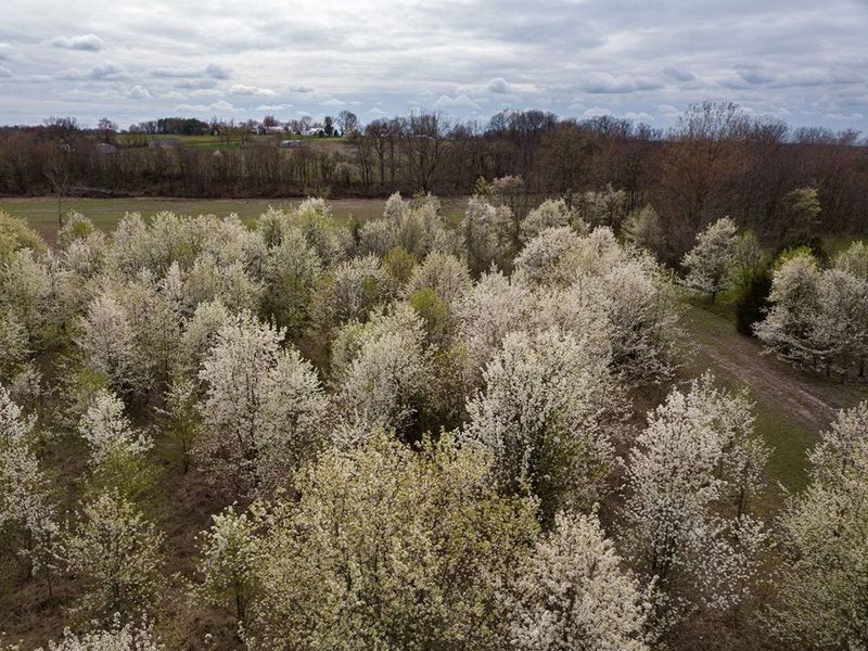 Callery 'Bradford' Pear (Pyrus calleryana)
