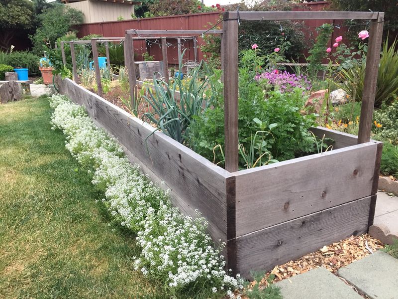 Sweet Alyssum