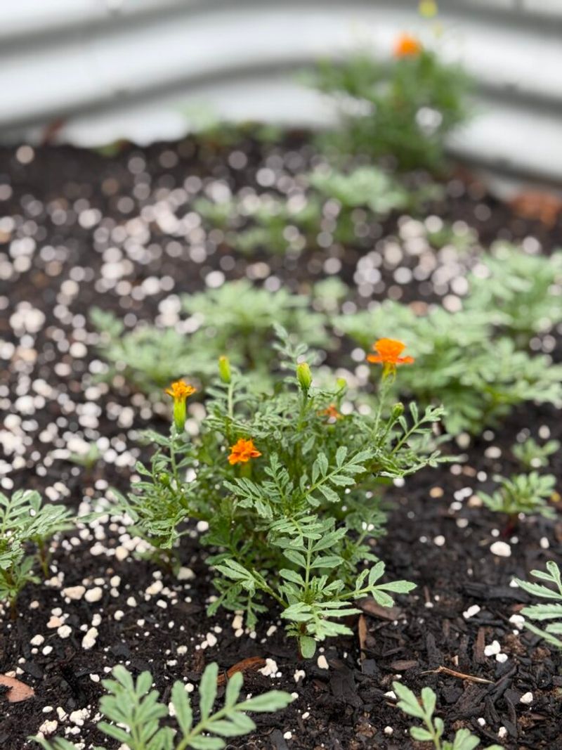 Improves Soil Health and Structure