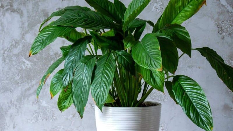 Nitrogen excess can favor leaves without proving the cause
