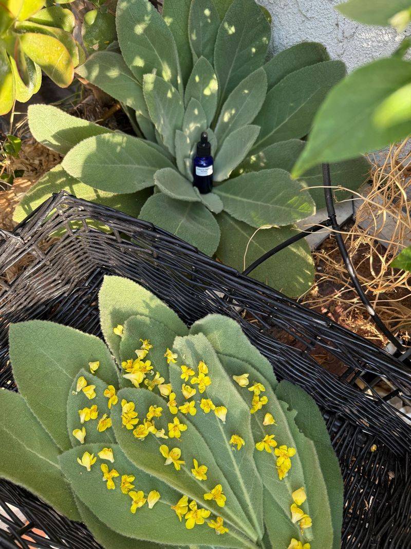 The leaf, the flower, and the finished product are different evidence questions