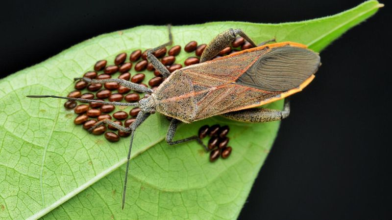 Inspect leaf undersides and the plant base for pests