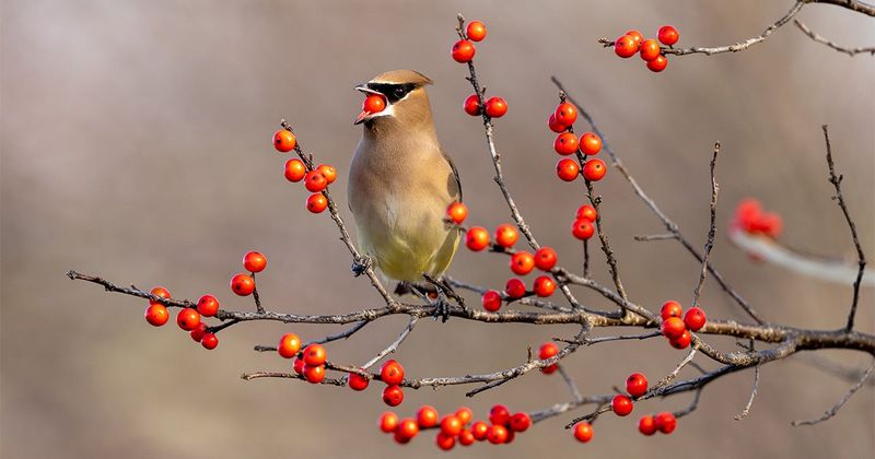 A winterberry planting supports birds without guaranteeing a timetable