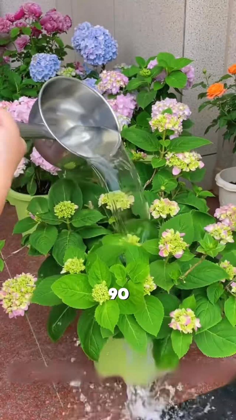 Frequent shallow watering may be the hidden stressor