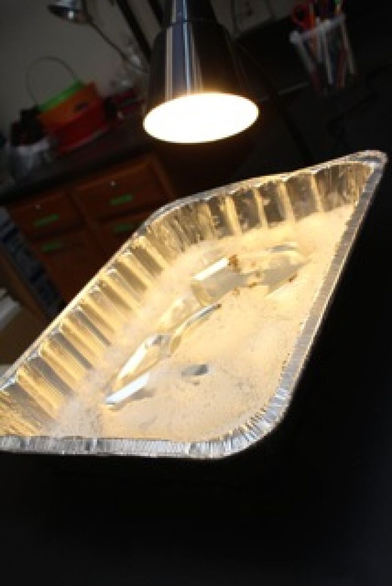 Build a DIY Light Trap