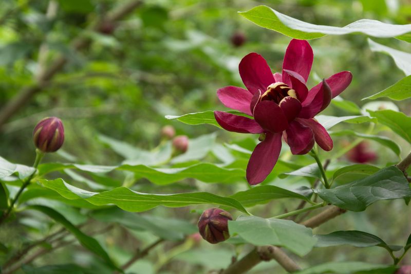 Sweetshrub / Carolina Allspice (Calycanthus floridus)