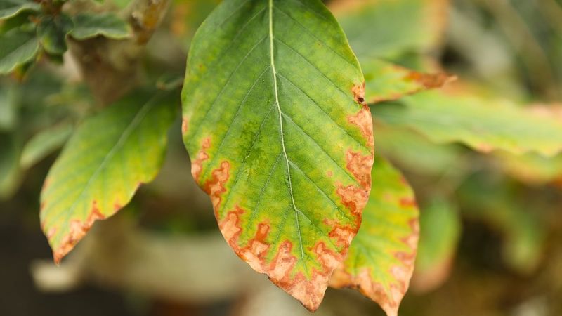 Avoid Universal Doses and Quick-Fix Sprays