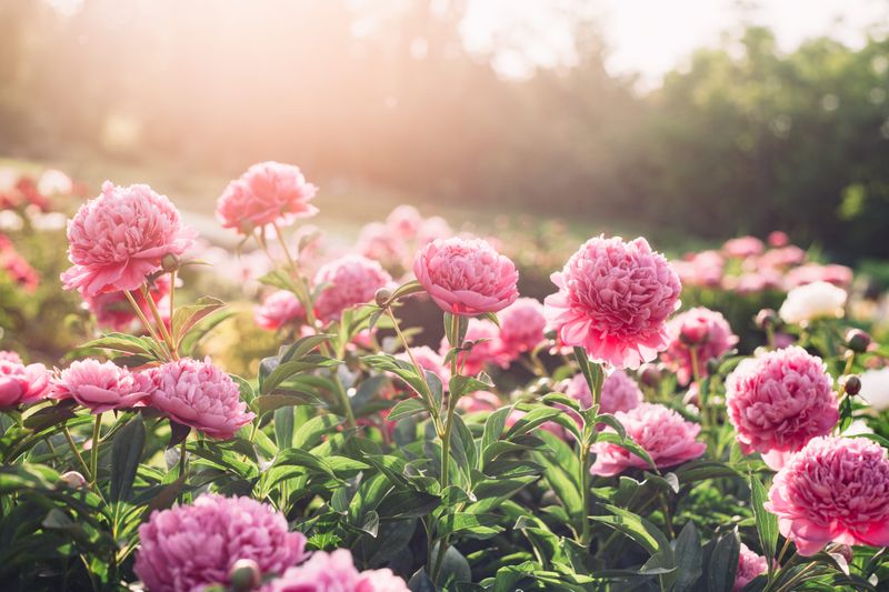 Peony (Paeonia)