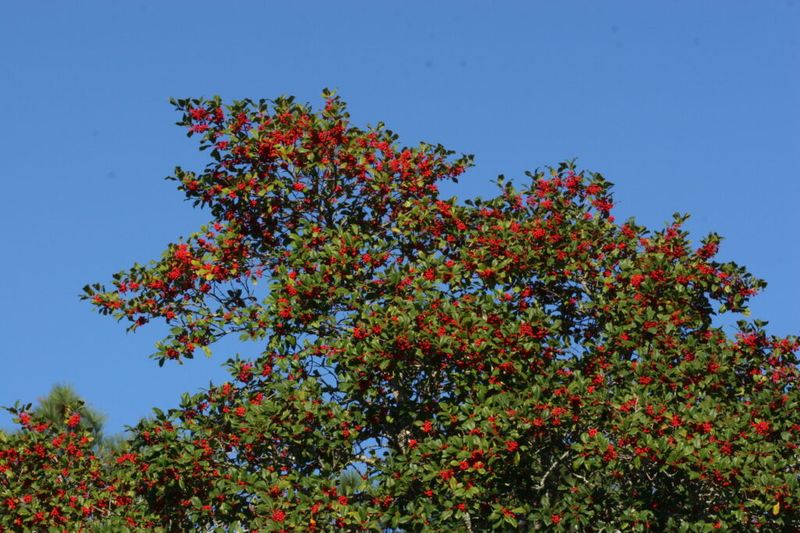Make American holly a deliberate winter anchor