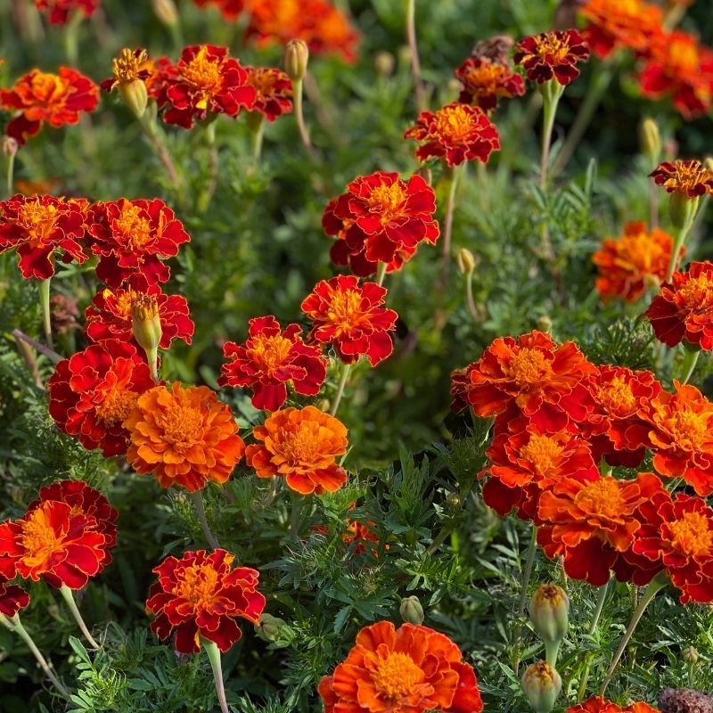 French Marigolds