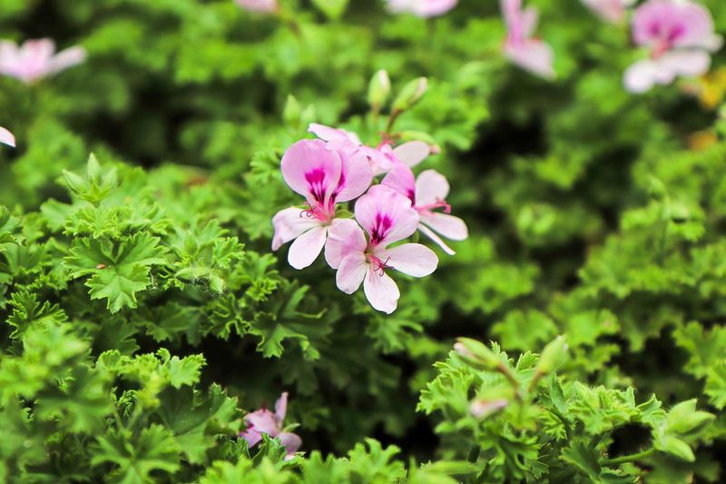 Scented Geraniums