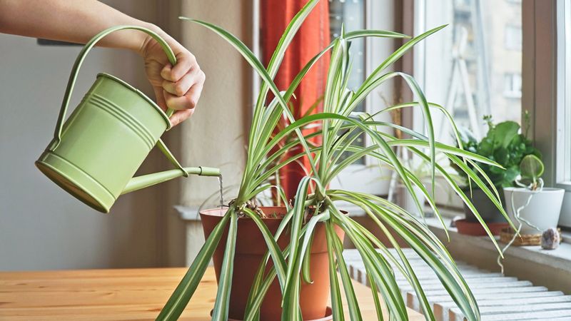 Keep Soil Lightly Moist, Never Soggy
