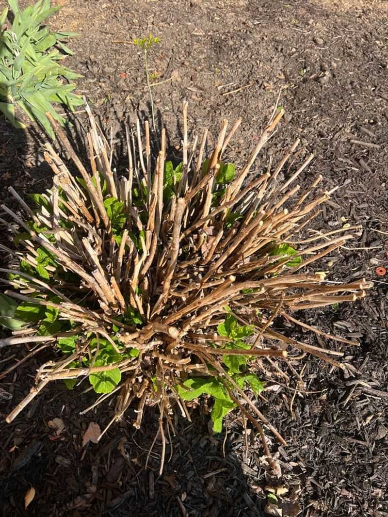 Cutting the plant back too hard for a smaller size
