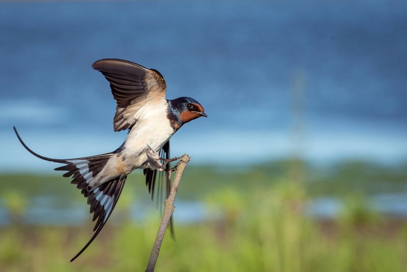 Swallows