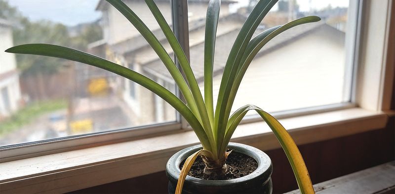 Keep the foliage growing until it begins to yellow
