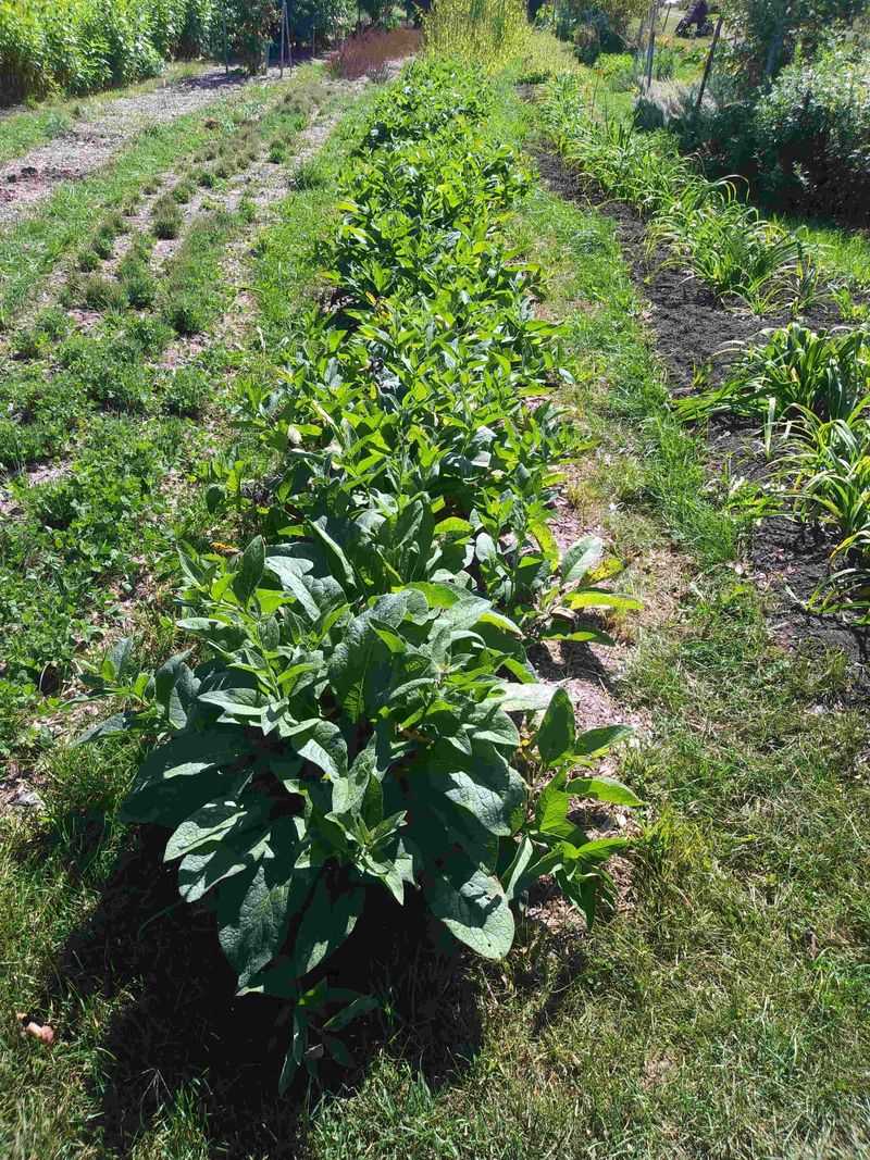 A field trial found little effect on surrounding soil nutrition