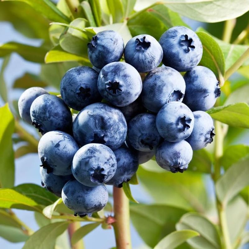 O'Neal Blueberry