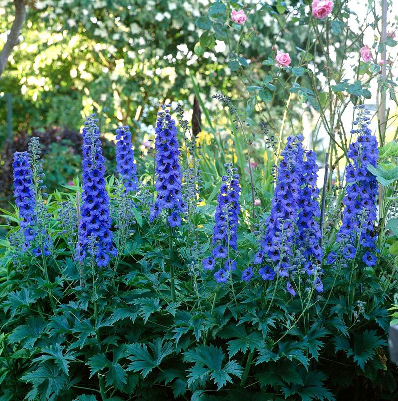Leave Healthy Basal Foliage