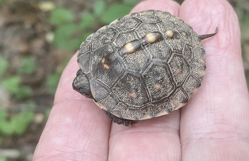Box turtle nests and hatchlings face a documented hazard