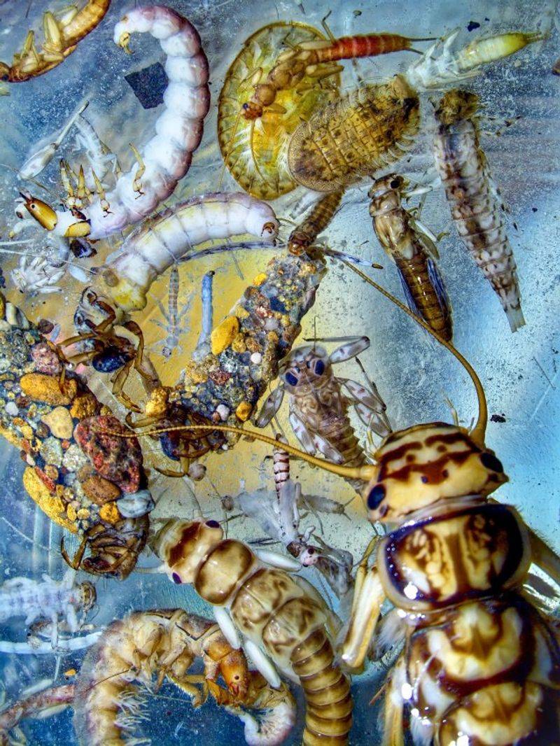 Dragonflies are not a water-quality test