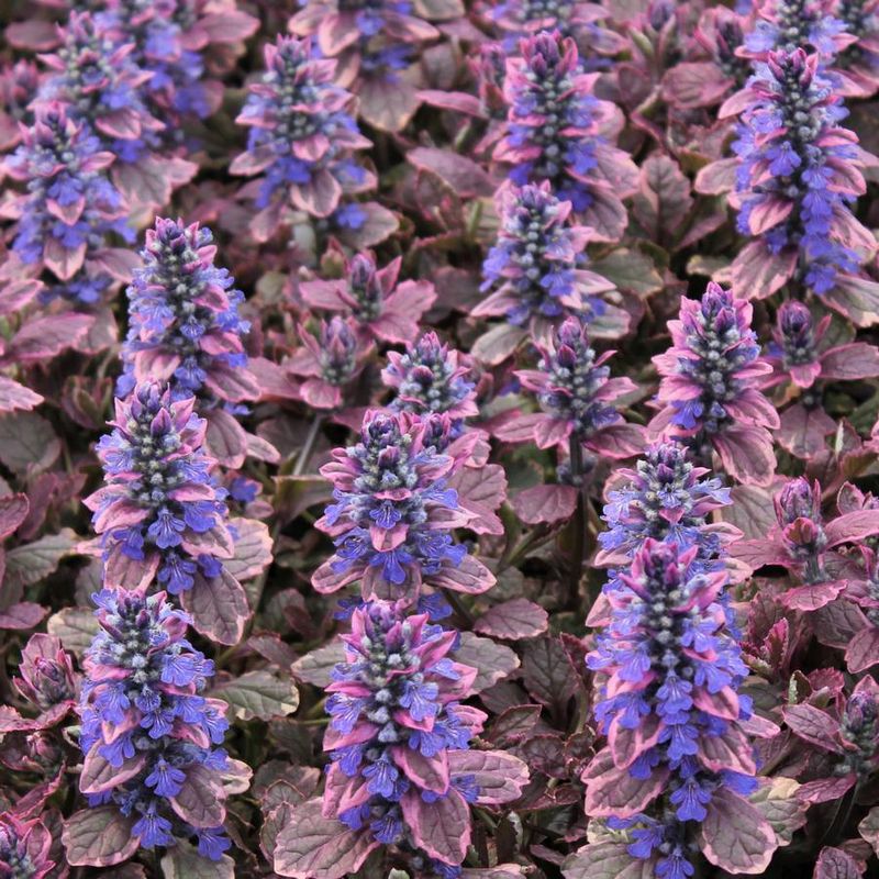 Ajuga (Bugleweed)