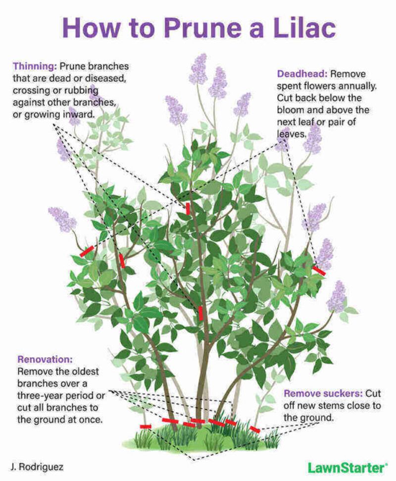 Top-heavy blooms usually signal a framework problem, not a canopy-height problem