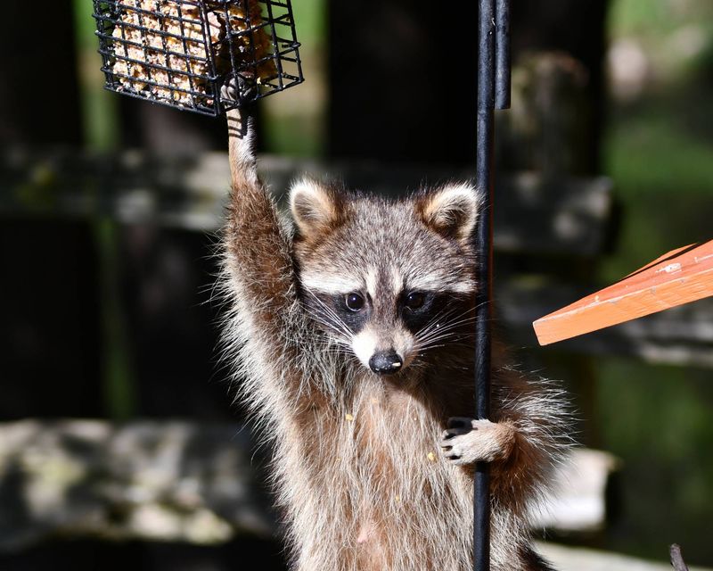 What might the raccoon be finding?