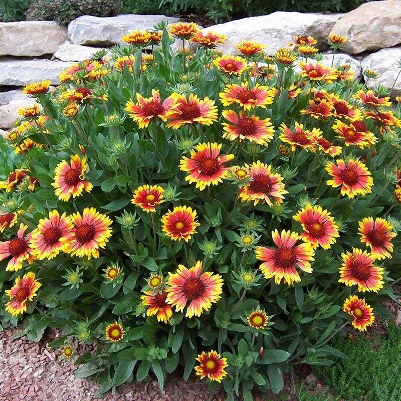 Blanket Flower (Gaillardia)