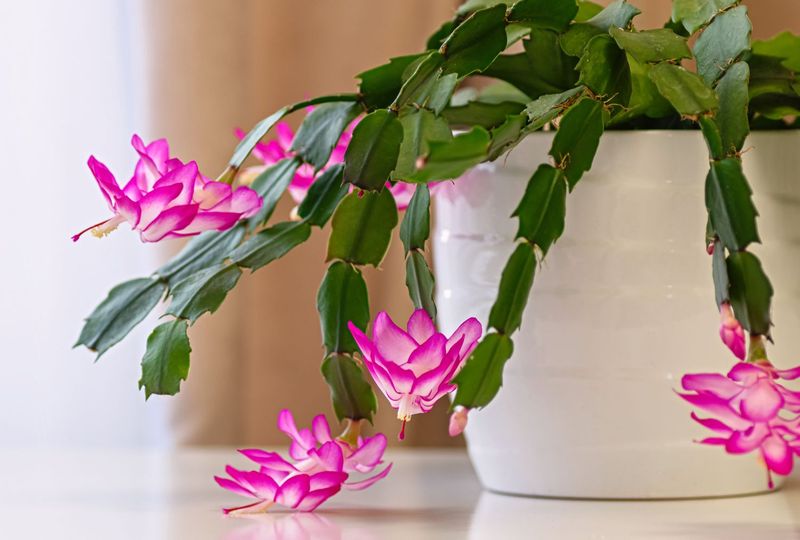 Did the plant experience a temperature swing or draft?