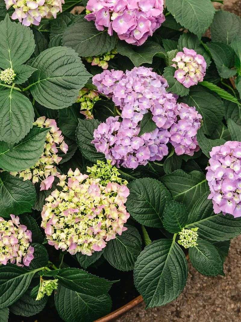 Cultivar, container chemistry, and bloom age can preserve purple tones