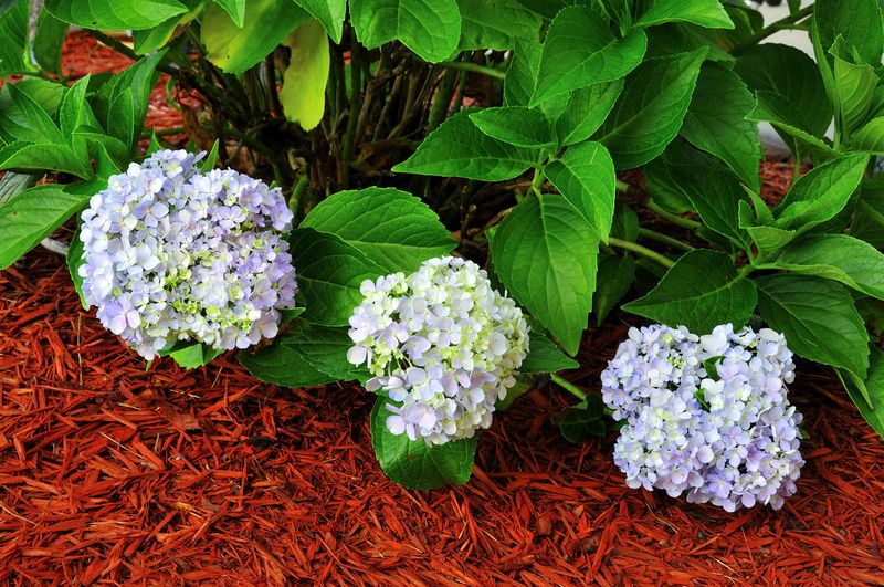 Spread a Cozy Layer of Mulch