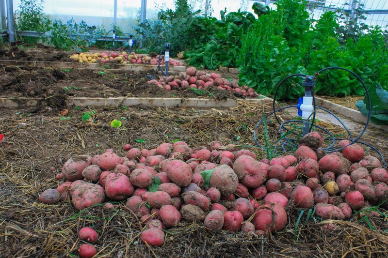 Potatoes