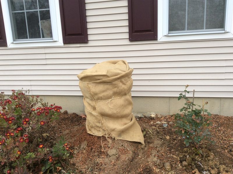Wrap the Pot if It Must Stay Outside
